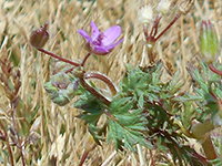 common-storksbill